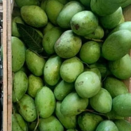 

Mangga muda/pencit 1kg isi 6-7