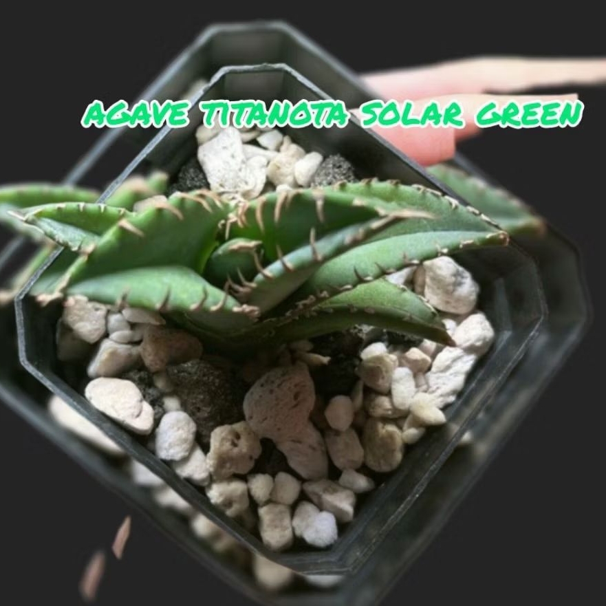 AGAVE titanota green