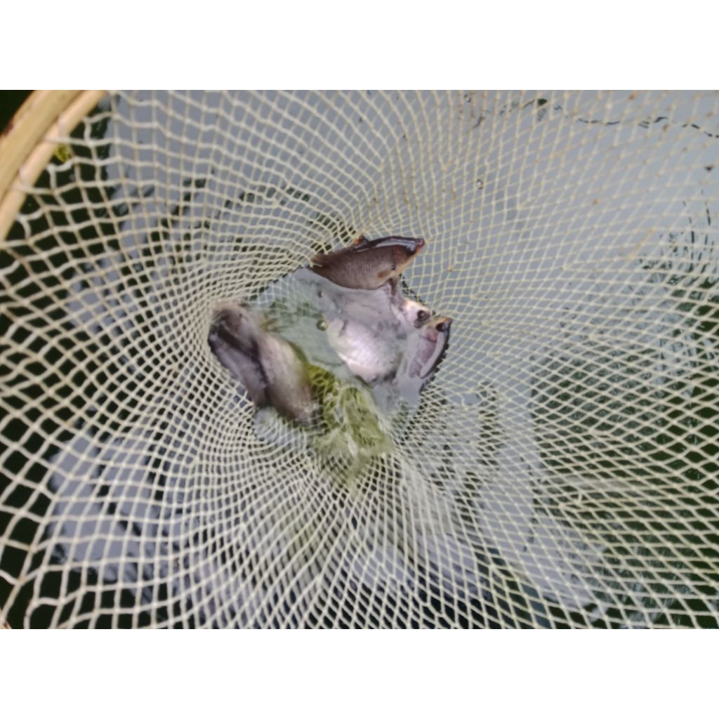 Bibit Gurame soang grade A ukuran 4cm s/d 7cm isi 3ekor