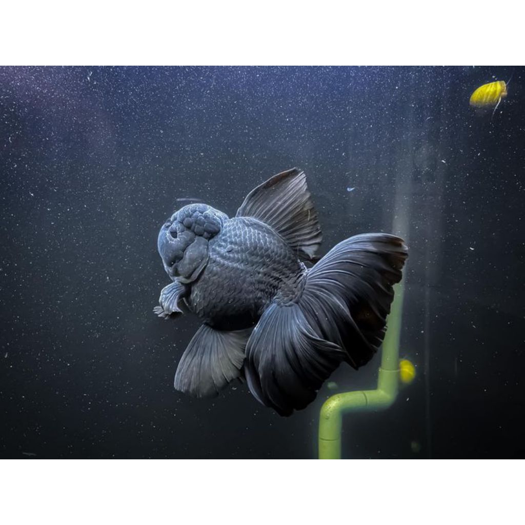 Koki oranda hitam isi 5 dekorasi akuarium