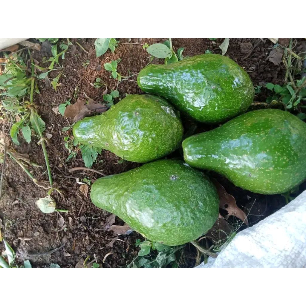 

alpukat mentega mentah 1kg