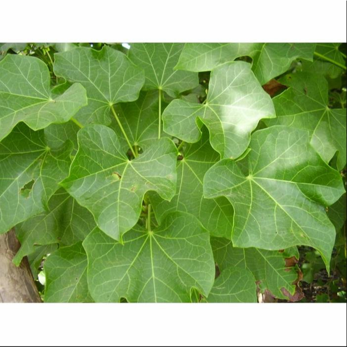 Daun Jarak Pagar Segar/ Daun Jarak Pagar Herbal Kesehatan Tubuh