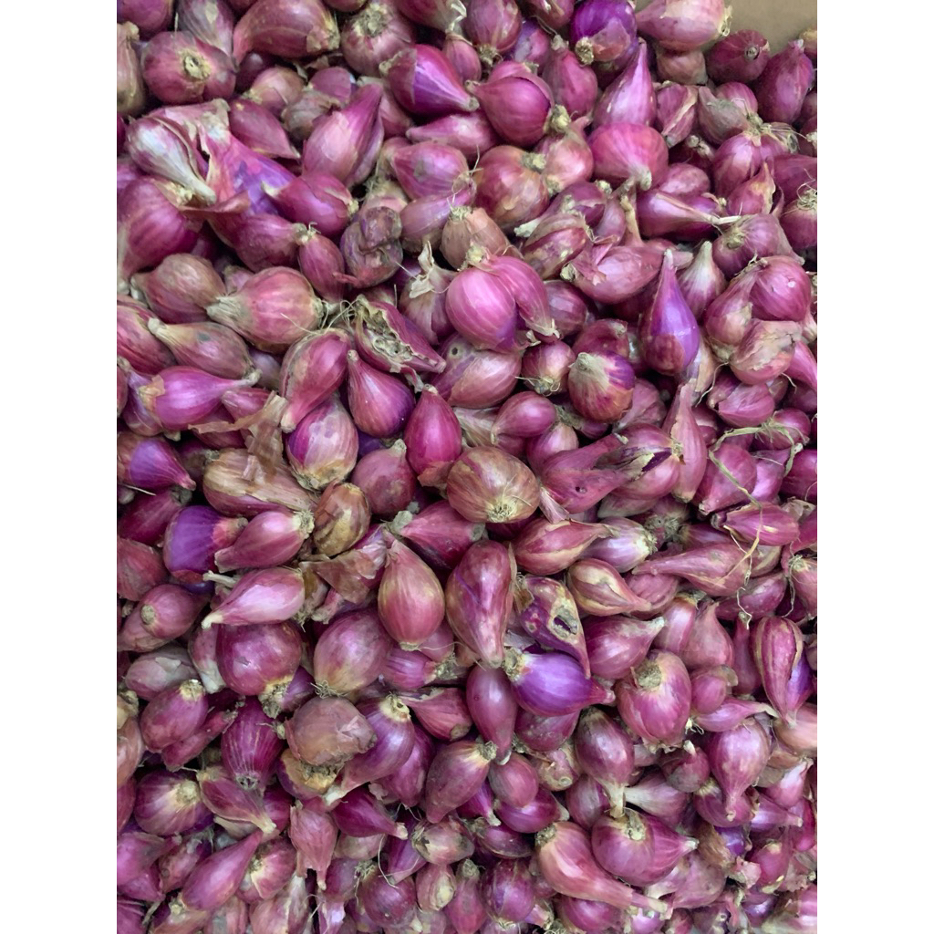 

Bawang Merah Brebes-Bawang merah-Sembako murah-Bandar lampung