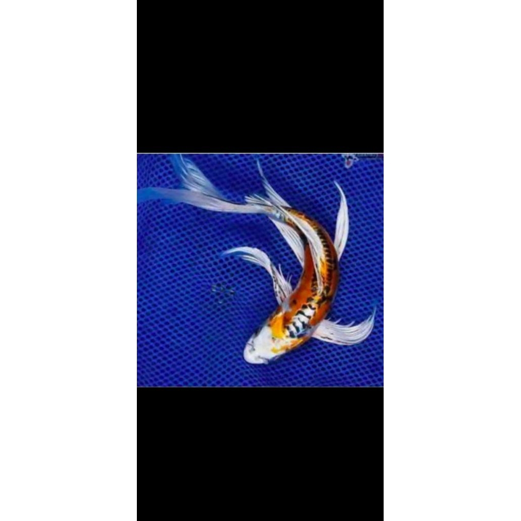 PROMOO Paket 5 ekor Koi Metalic Slayer