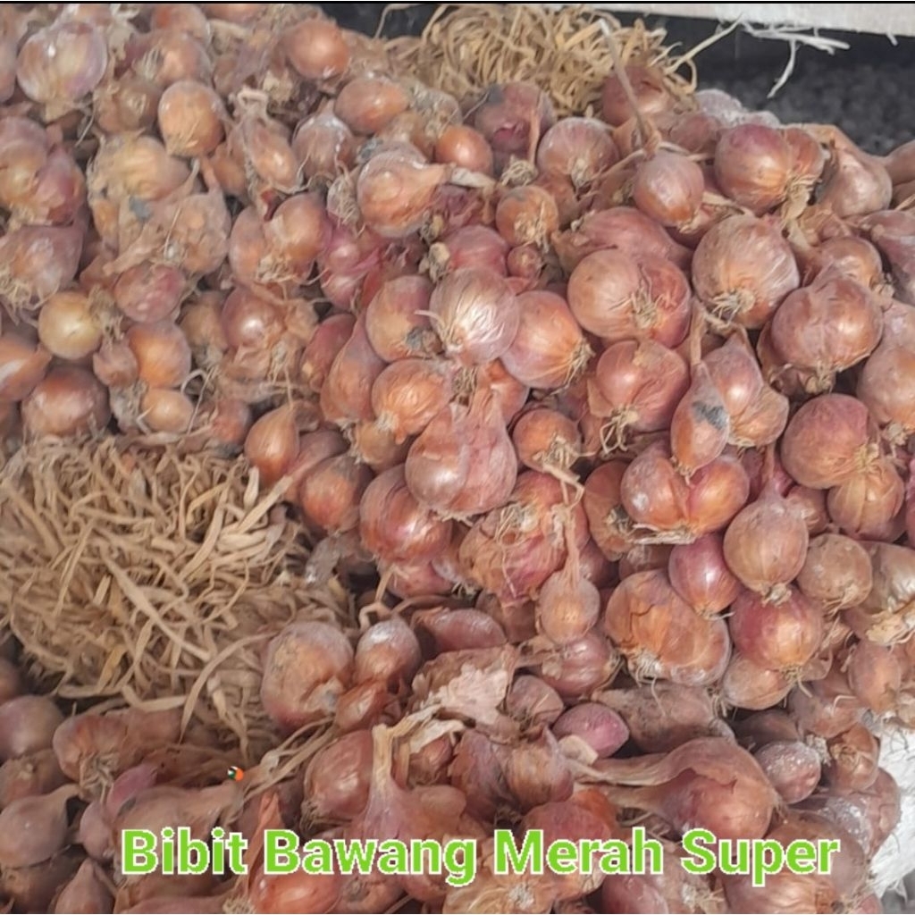 

Bibit Bawang Merah Unngul Nganjuk Sukomoro Tajuk (Thailan Nganjuk)1Kg