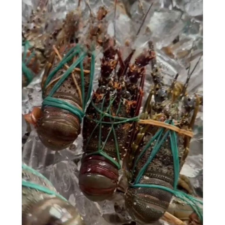 LOBSTER LAUT 1 KG ISI 5-7