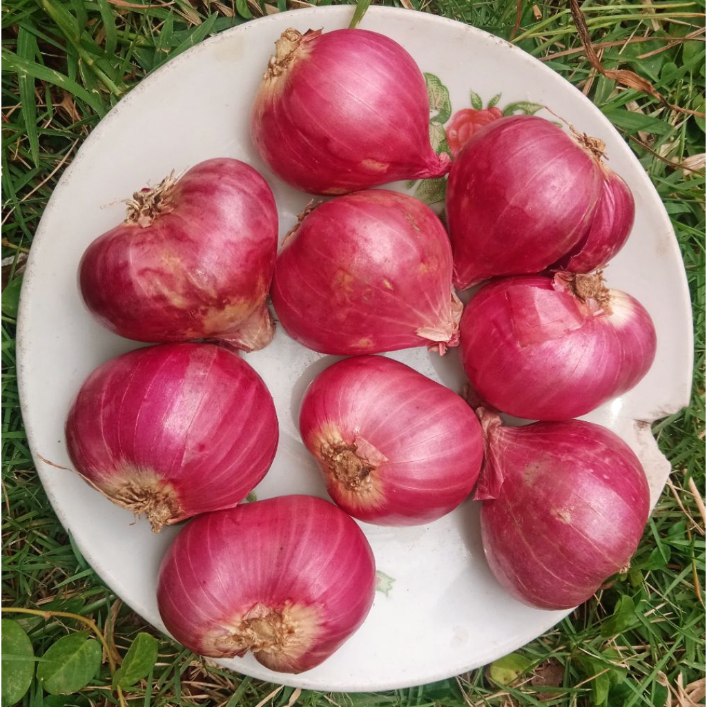 BAWANG MERAH SUPER JUMBO