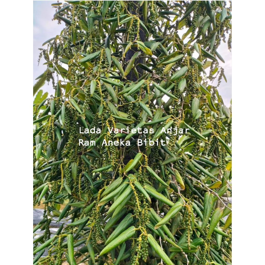 Bibit Lada Varietas Anjar Sambung Melada