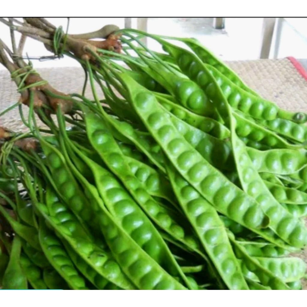 

Ready pete segar per lonjor