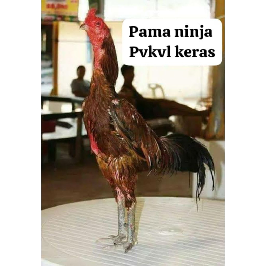 Telur Fertil ayam trah PAMA NINJA