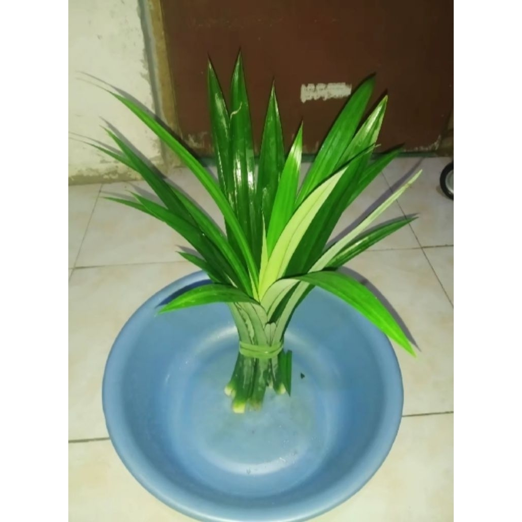 

DAUN PANDAN WANGI SEGAR ISI 15 LEMBAR