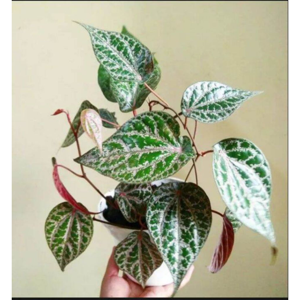 Tanaman Hidup Sirih Merah Asli - Pohon Sirih Merah Herbal