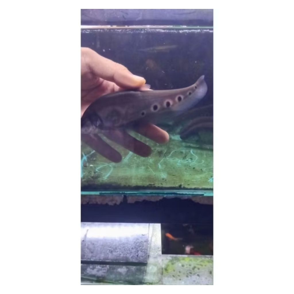 IKAN HIAS BELIDA BANGKOK SIZE +-10 CM PER EKOR