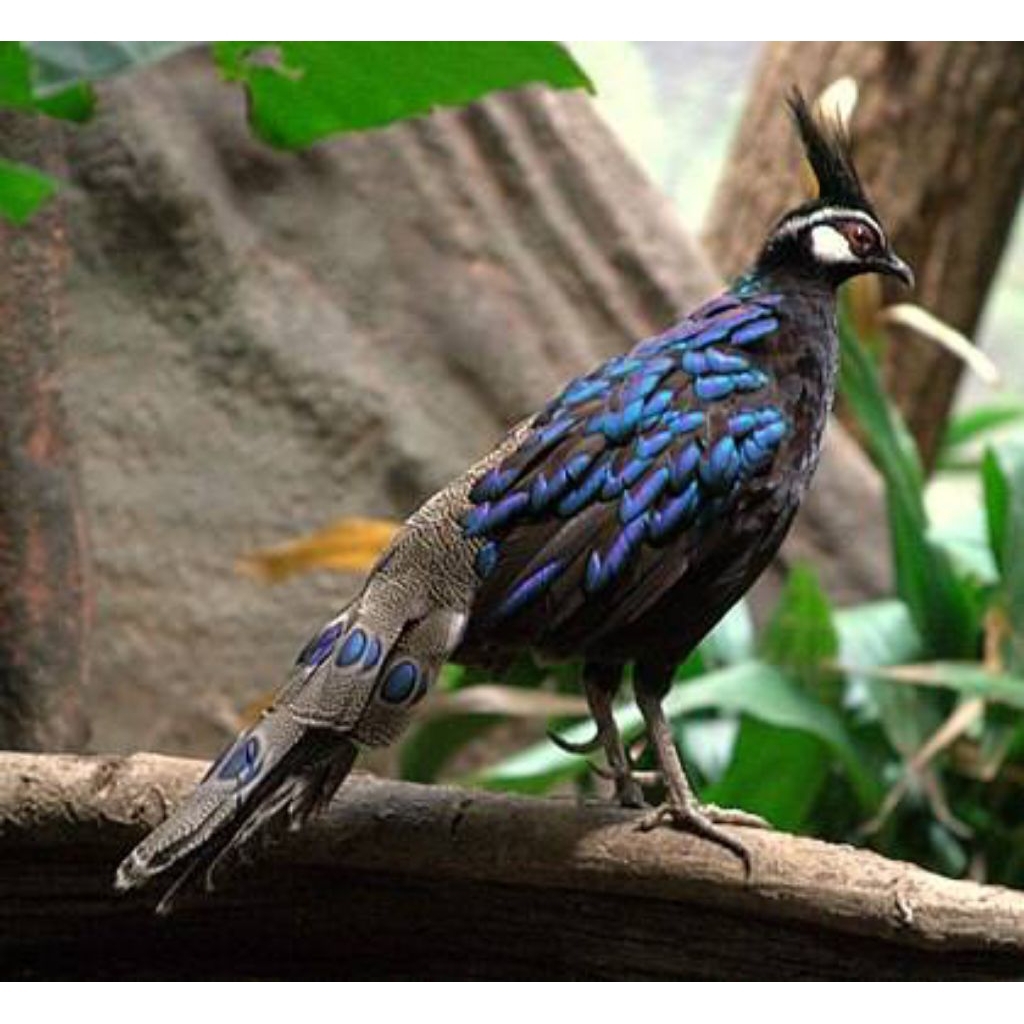 

telur kuang merak palawan fertil siap tetas