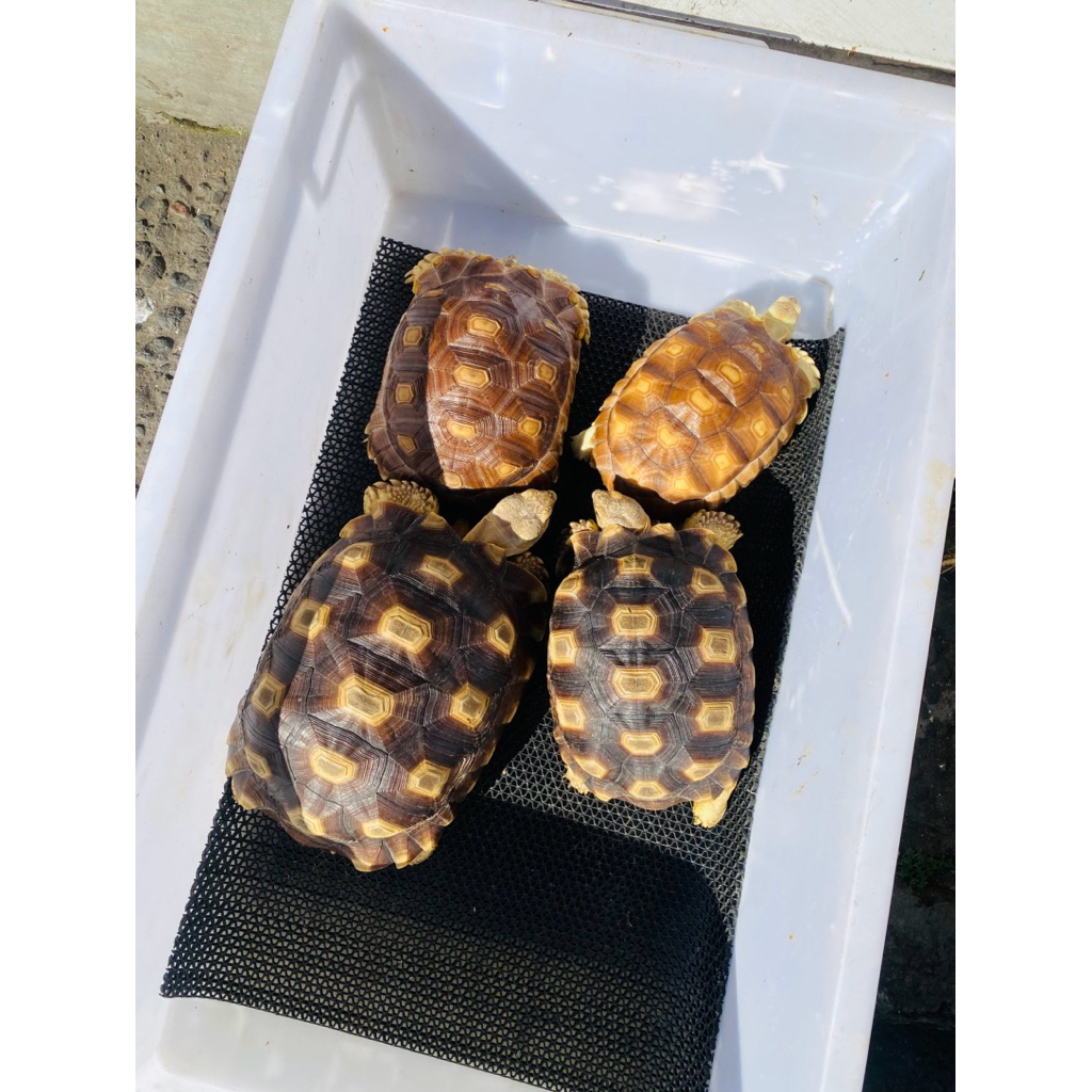 Produk Sulcata Tortoise joss