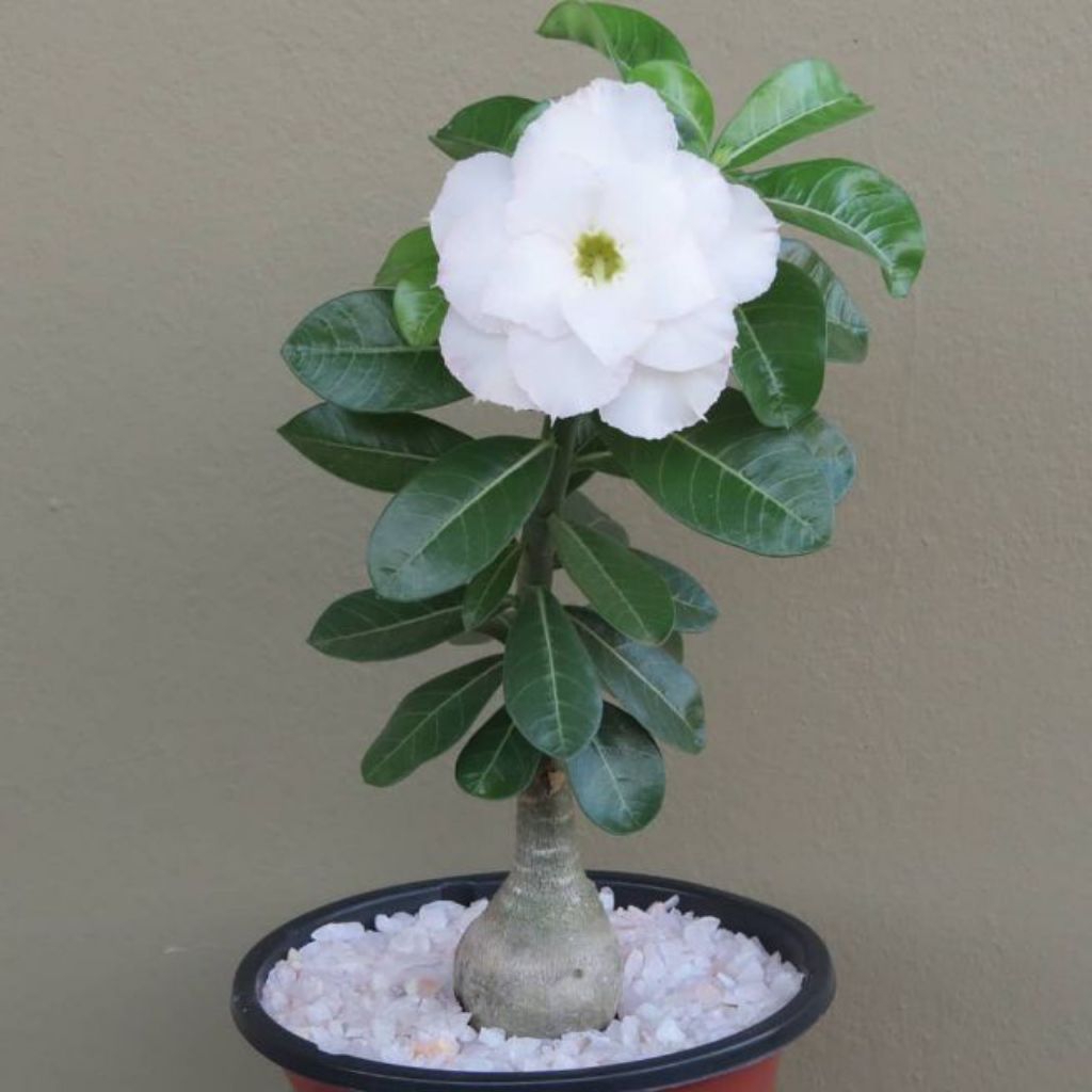 bunga kamboja putih salju adenium tumpuk white