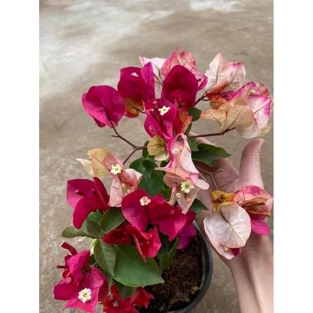 ( BISA COD ) TERMURAH Tanaman Hias Bougenville Citra India - Bibit Bougenville Import