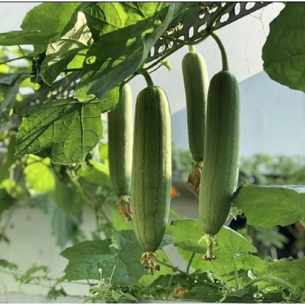 

benih gambas oyong taiwan isi 20 butir