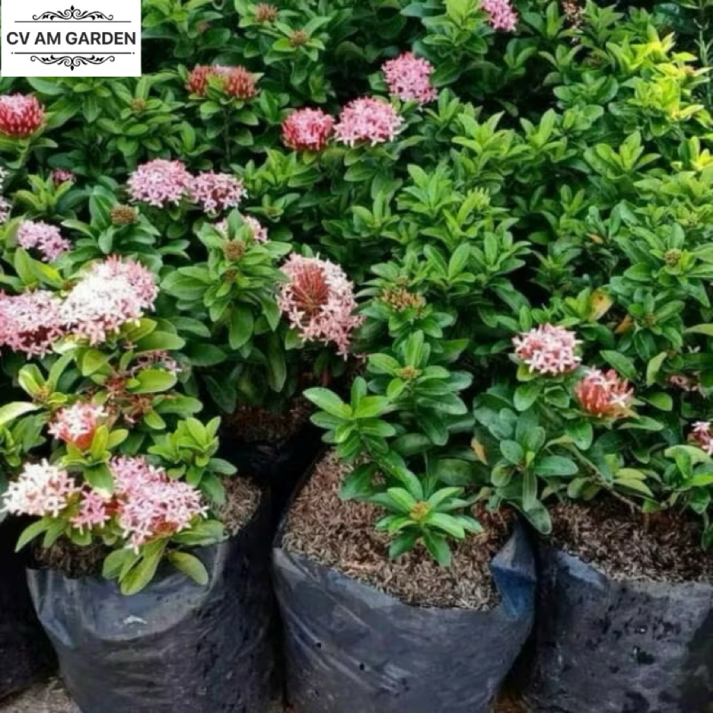 Tanaman Asoka Jambon Tanaman Asoka Pink Tanaman Asoka Mini