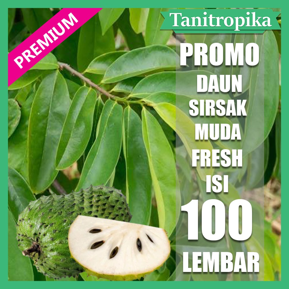 

Daun Sirsak Segar 100 lembar herbal alami tani tropika