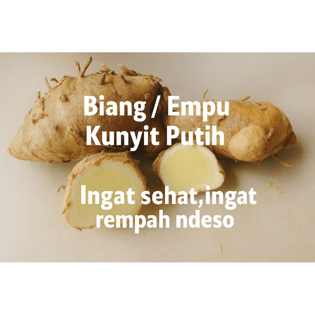 

Empu/Biang Kunyit Putih Segar 1Kg Asli MURAH – Rempah Herbal Alami Asli Wonogiri