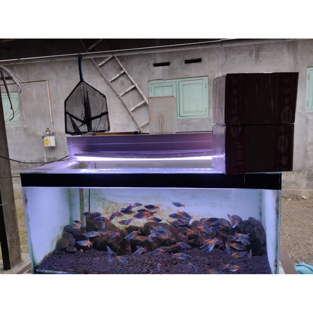 ikan rainbow basmani