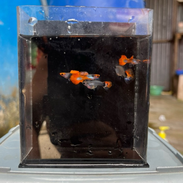 Guppy Tuxedo koi red