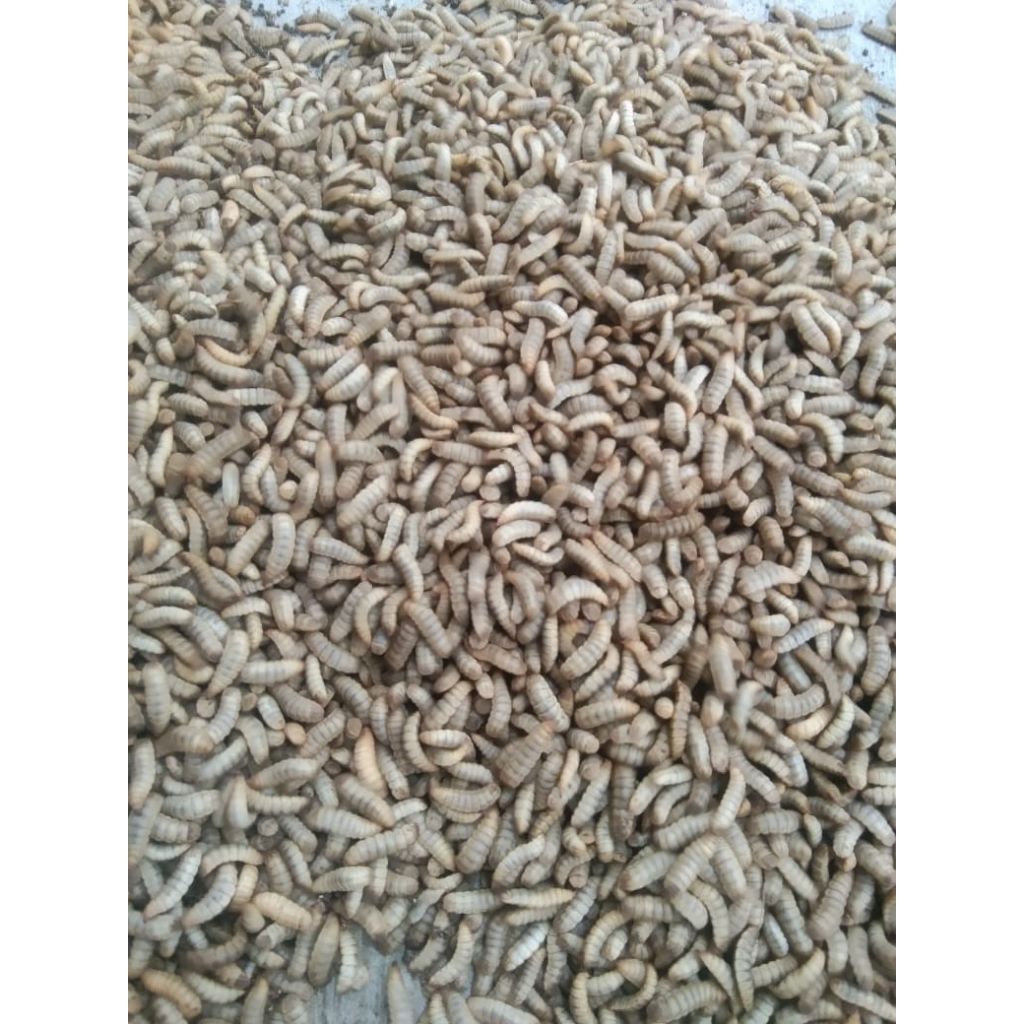 Maggot Fresh 1KG hidup pakan ternak