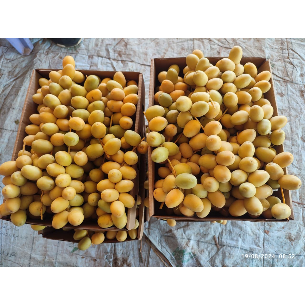 

READY KURMAMUDA 500GRAM VARIASI BARHI AWAL MUSIM WARNA KUNING RASA MANIS Kurma Muda | kurma muda | kurmamuda 1/2KG | kurmamuda promil