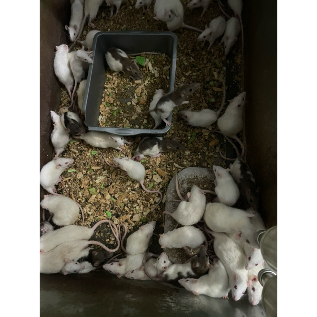 tikus putih pakan reptile Rat bukan mencit 100gr
