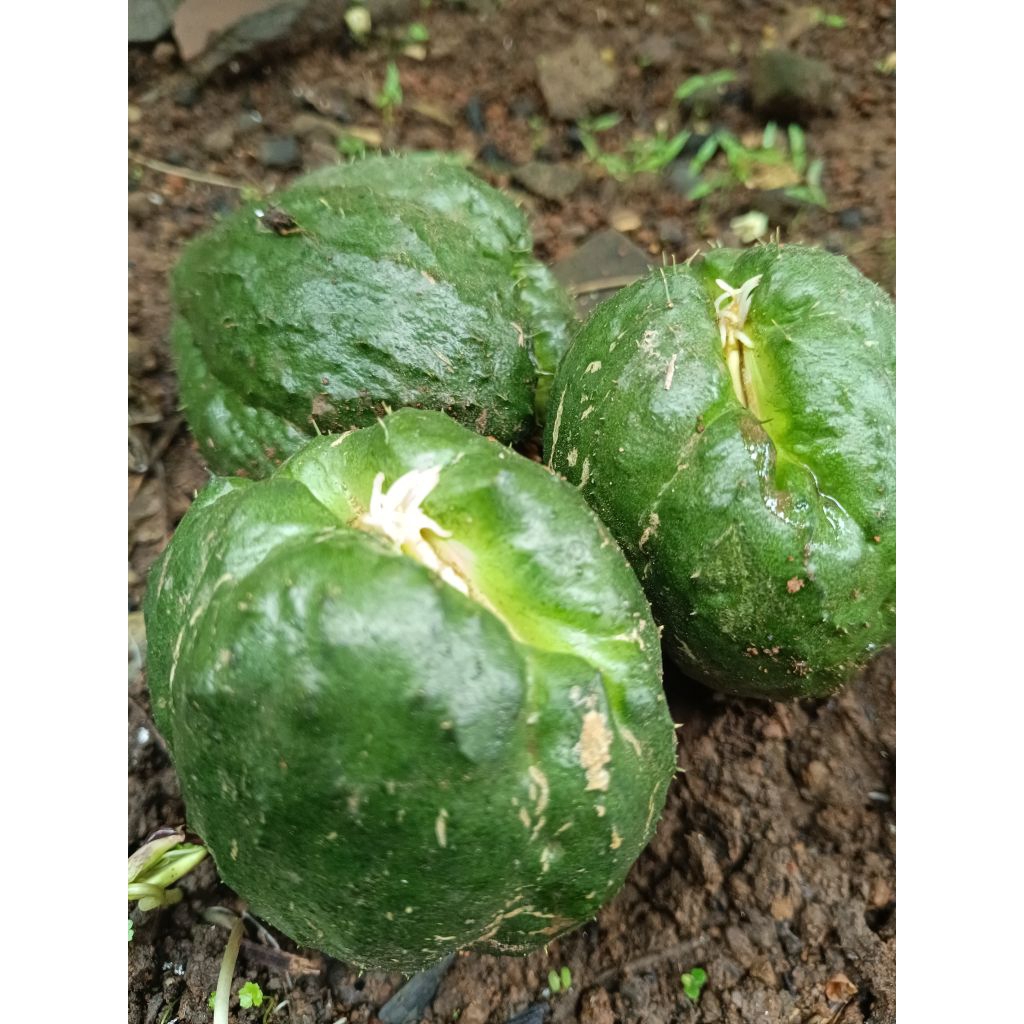 

bibit labusiam siap tanam/bibit labu siam sayur