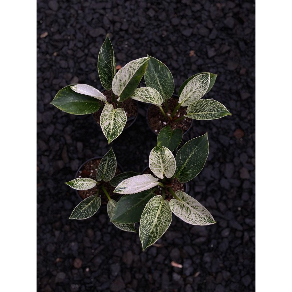 philodendron birkin varigata