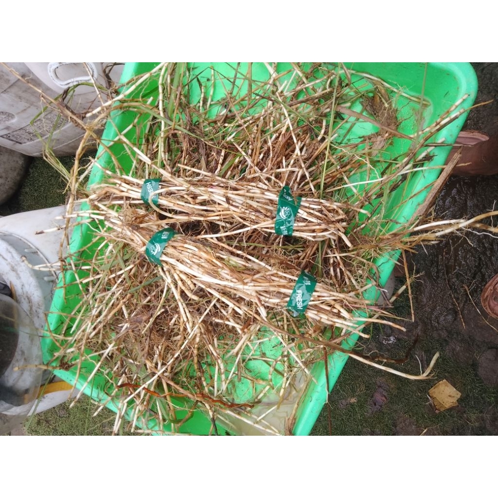 

akar alang-alang 1kg