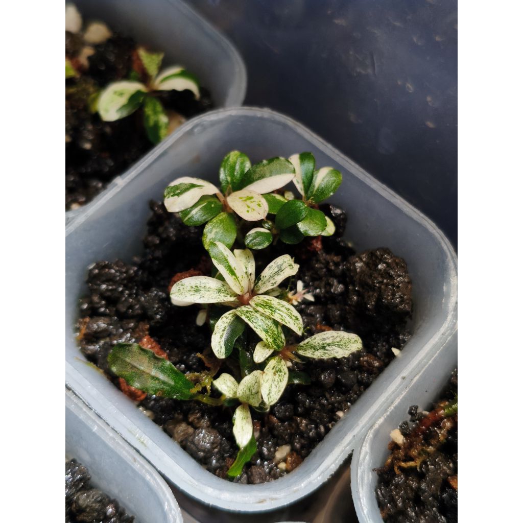 BUCEPHALANDRA VARIGATA (RARE)