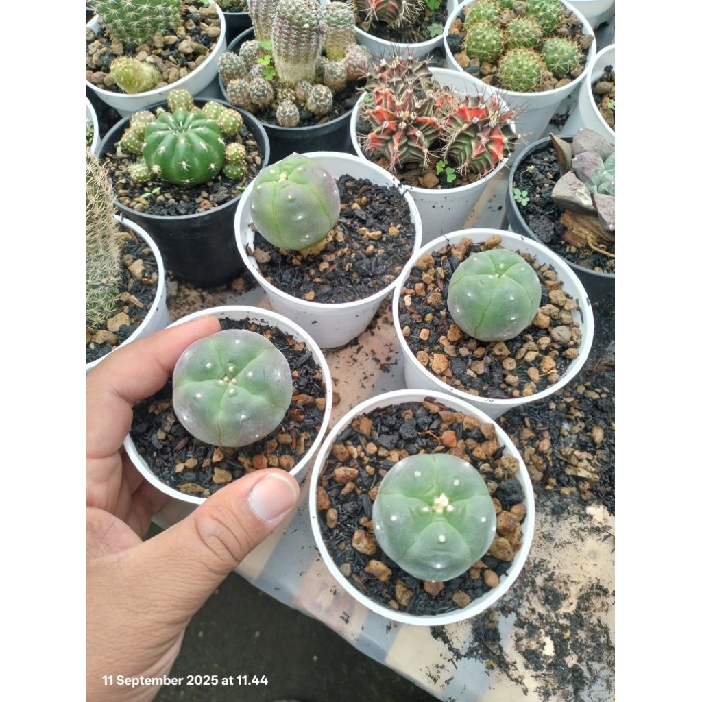 lophophora williamsi pentagona