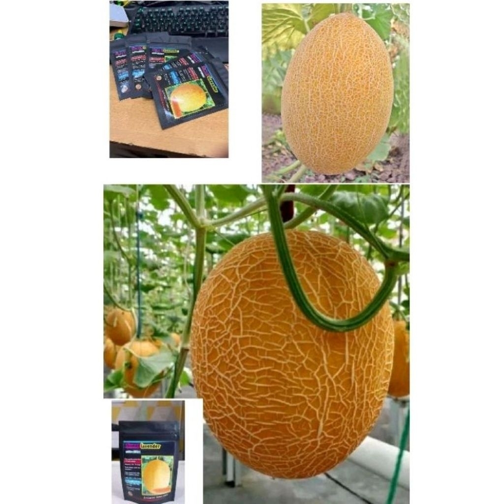 BENIH BIJI MELON YUBARI IMPOR SUPER 50 BIJI
