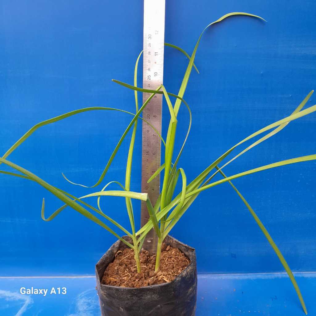 Tanaman Daun  Kucai / Bawang Kucai