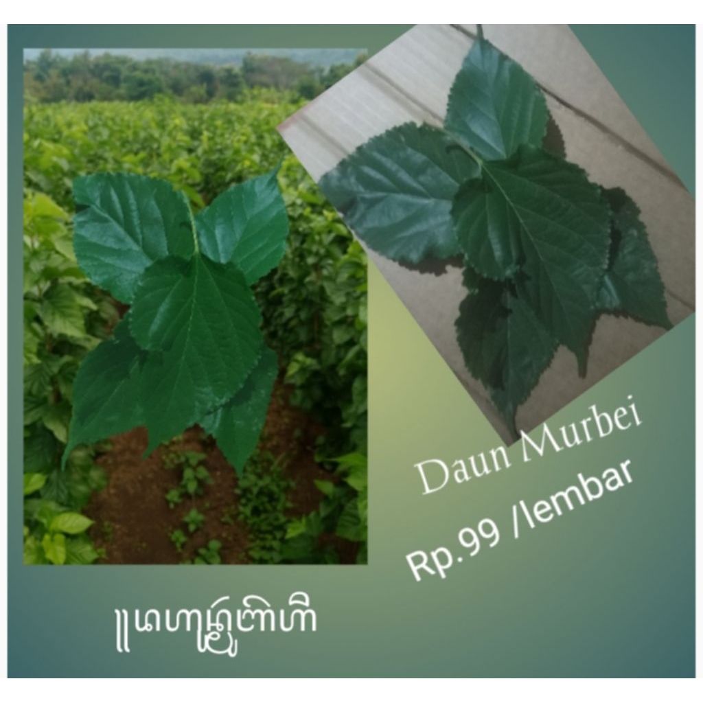 

Daun Murbei ,segar Fresh
