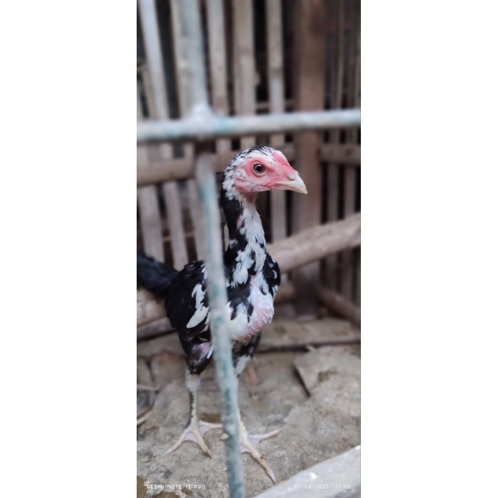 anakan ayam bangkok klasik x mangon usia 3 bulan