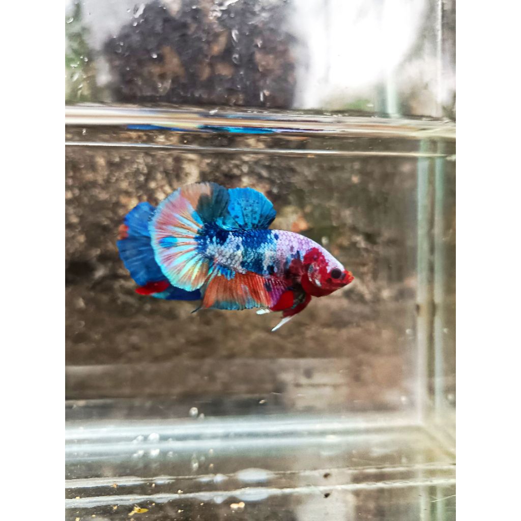 CUPANG CANDY MULTI RAINBOW