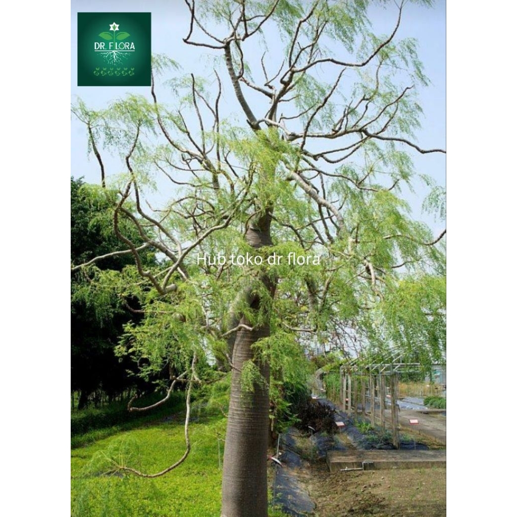 Tanaman kelor afrika besar estetik/tanaman moringga kelor afrika