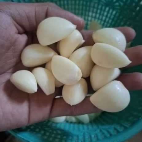 bawang putih kating kupas
