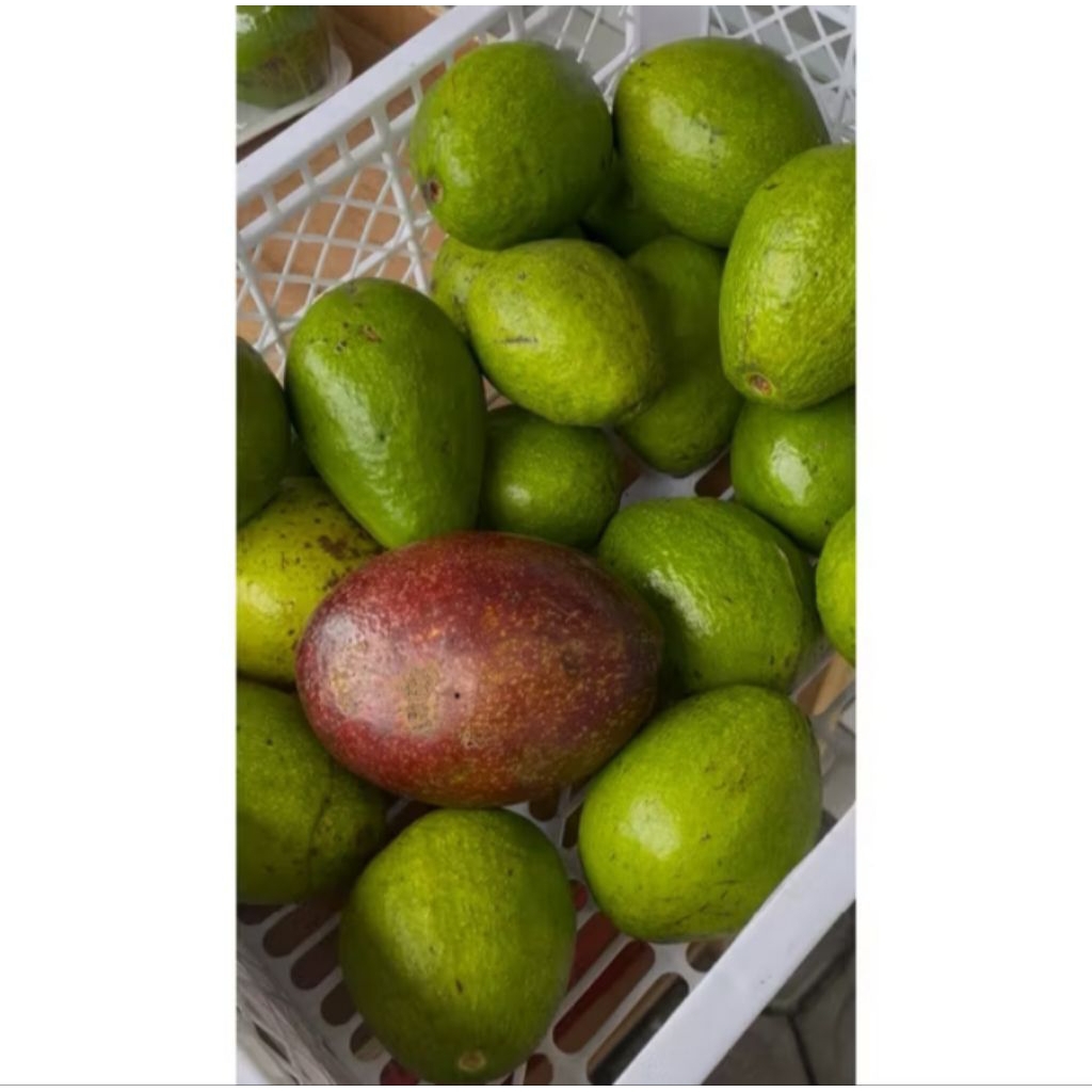 

Alpukat Ratu Gemoy Jumbo