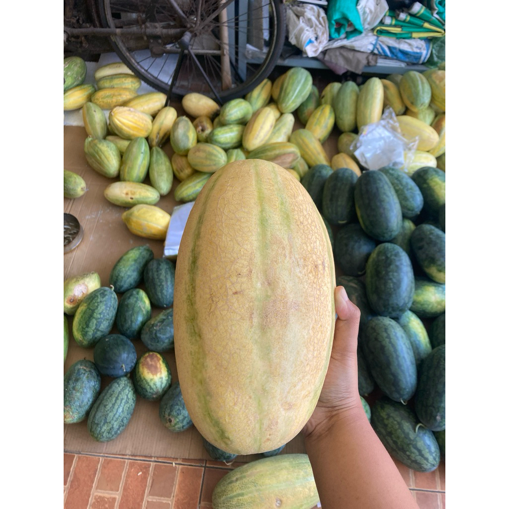 

Timun mas / Timun Suri / Timun emas