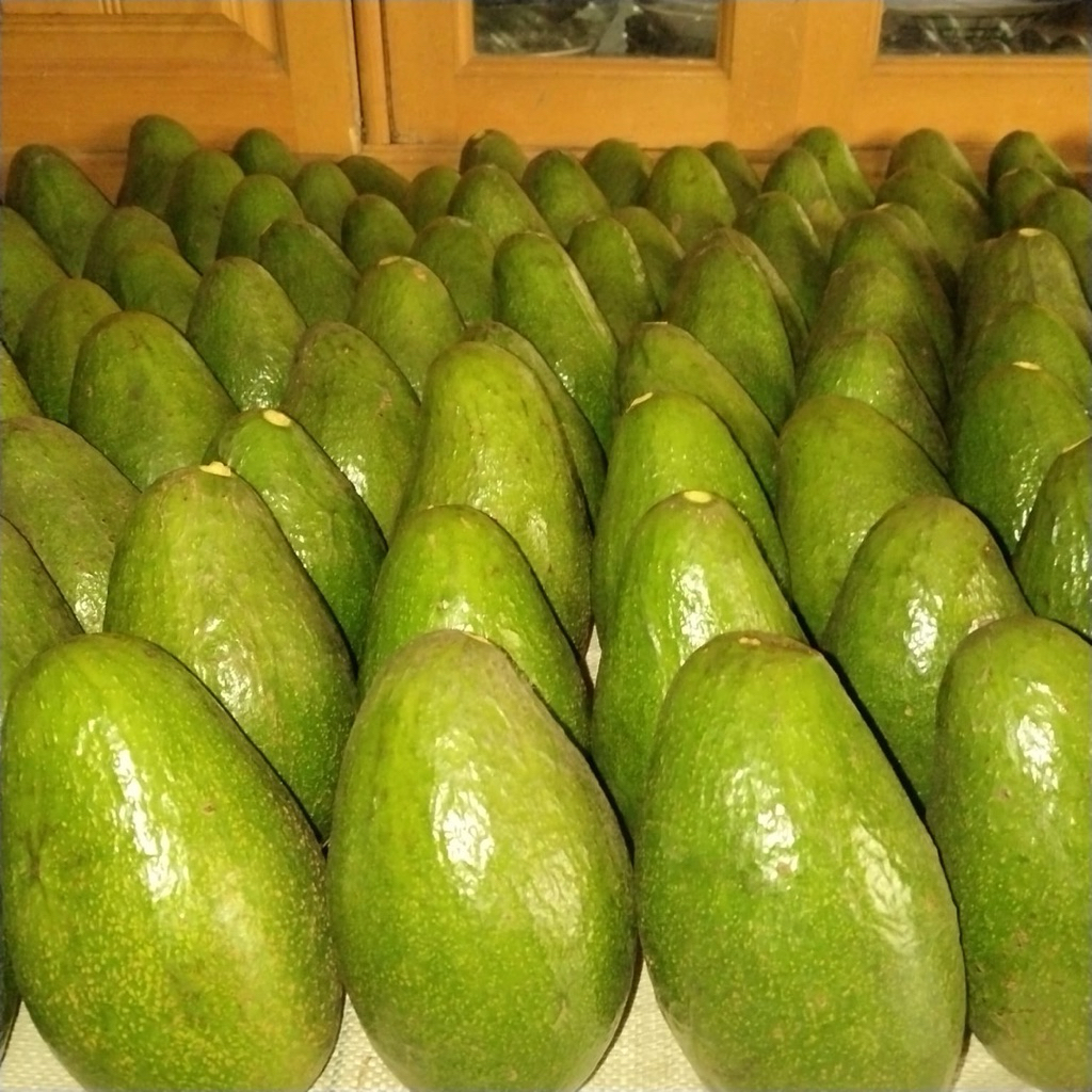 

Alpukat Mentega Premium Super Creamy – Daging Tebal Biji Kecil – Buah Segar Matang Pohon bekasi