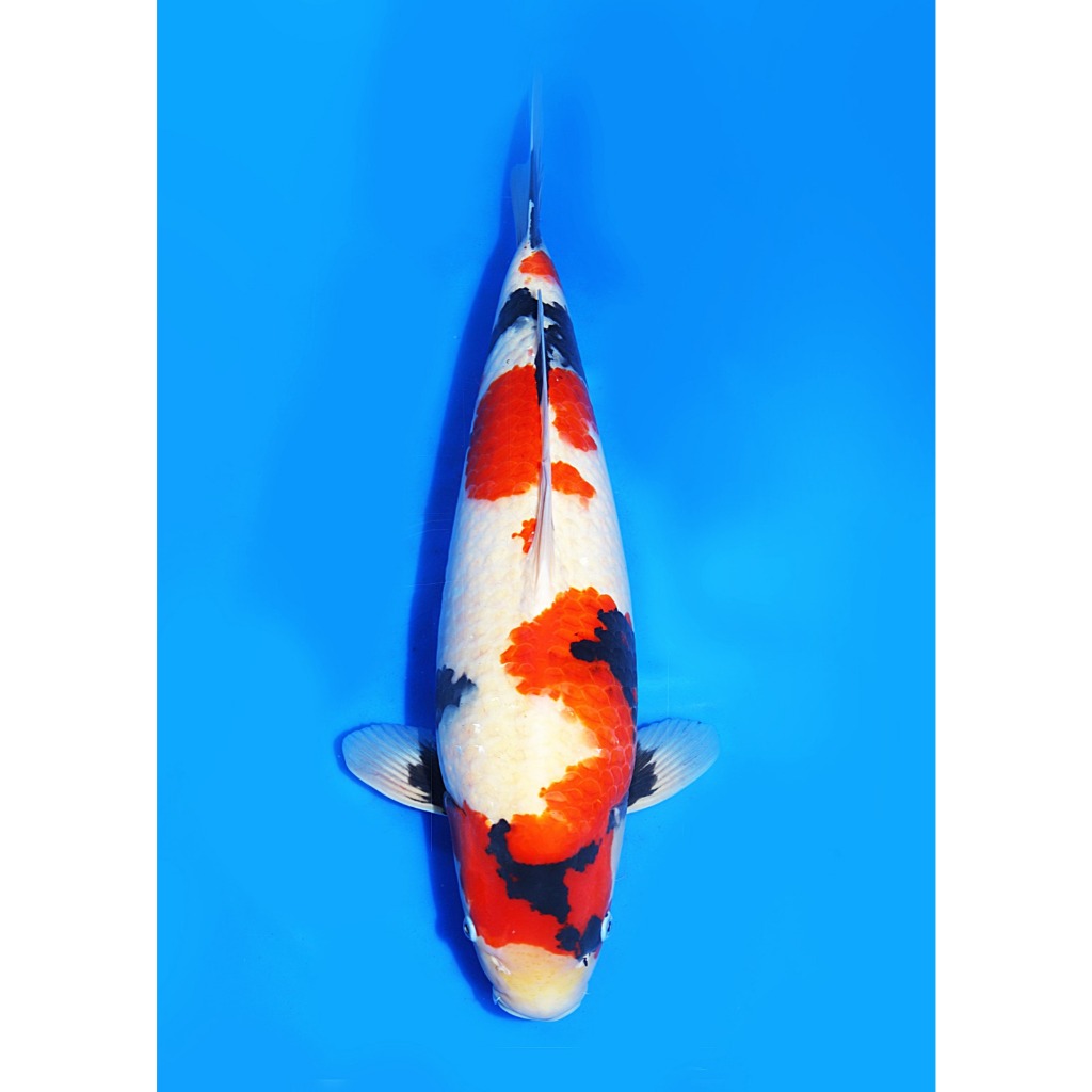 Koi Import Showa Isa Koi Farm Size 56 cm