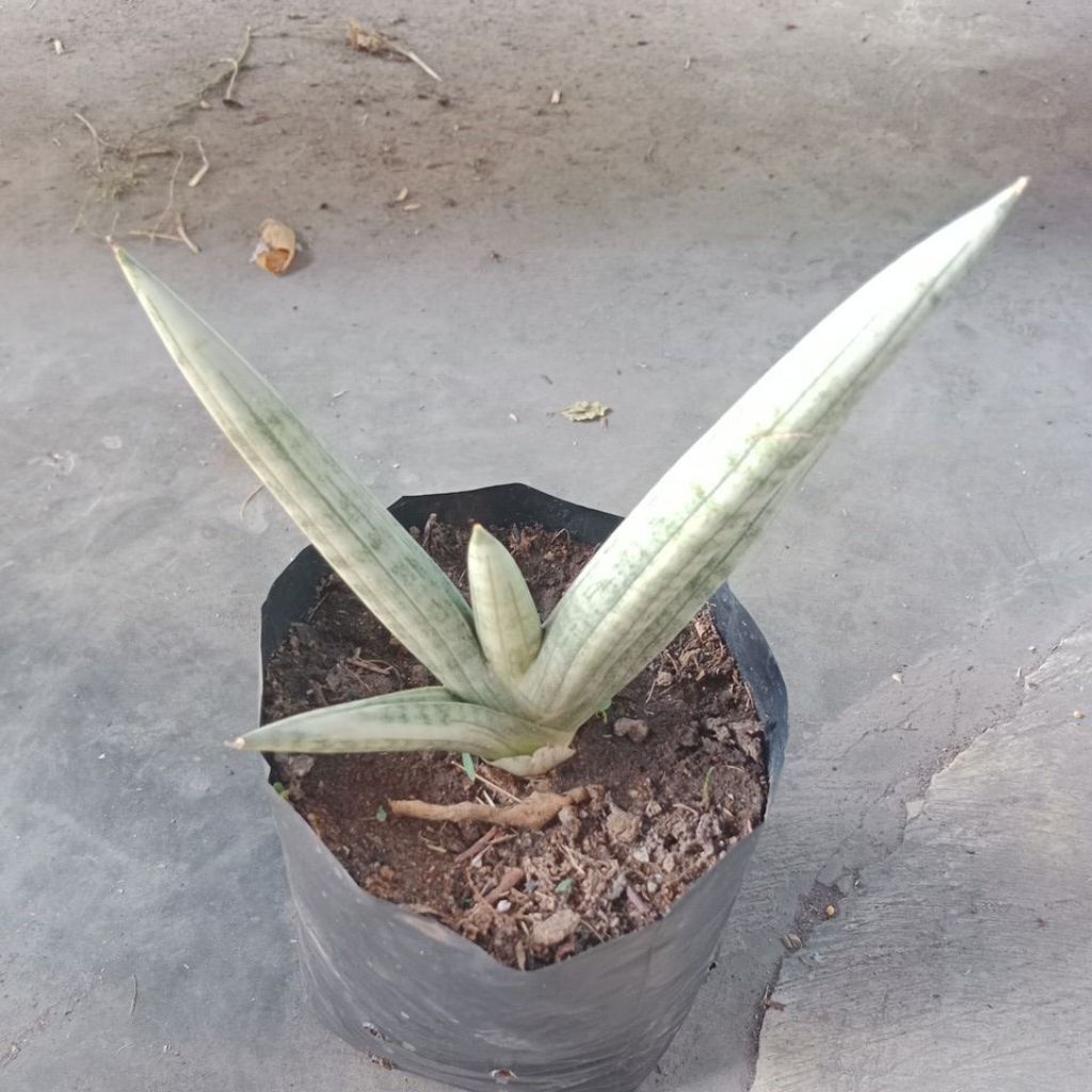 SANSEVIERA BONCEL SILVER VARIGATA PUTIH