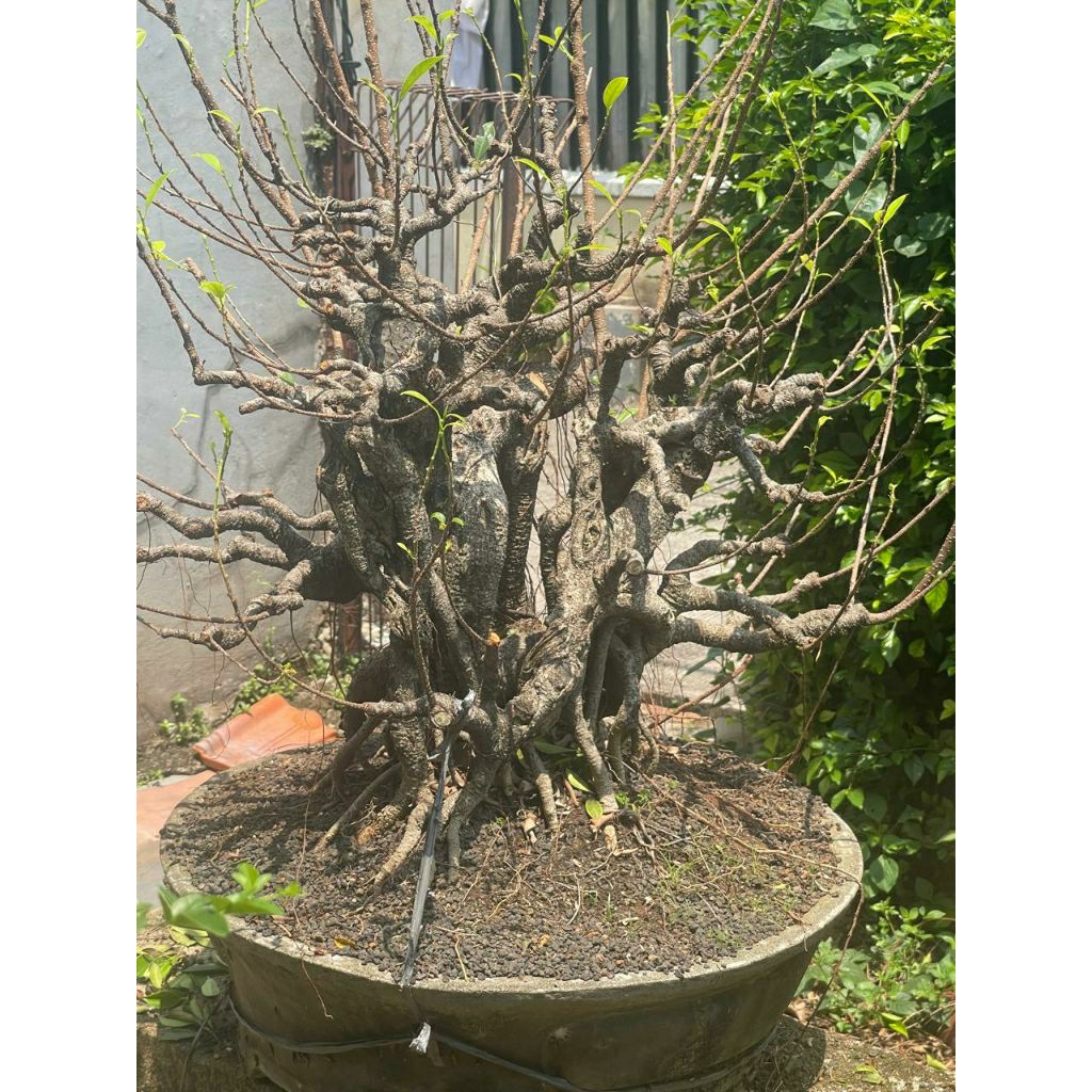 Bonsai Beringin Kimeng Akar Tua