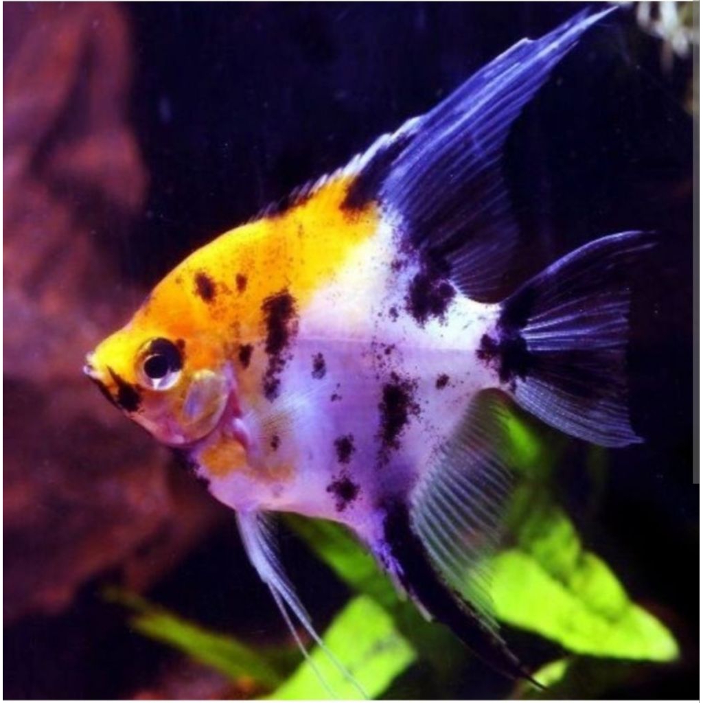 ikan Manfish Koi Yellow manvis kuning aquarium tankmate hiasan aquascape