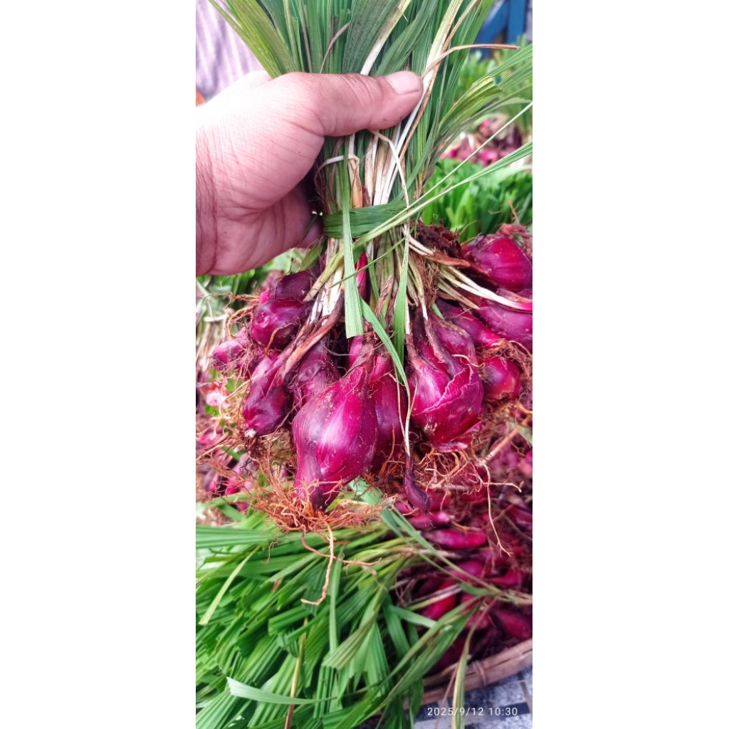 

Bawang Dayak|bawang hutan herbal 250g